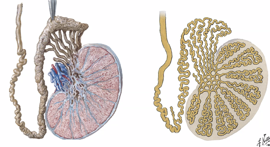 Seminiferous tubules