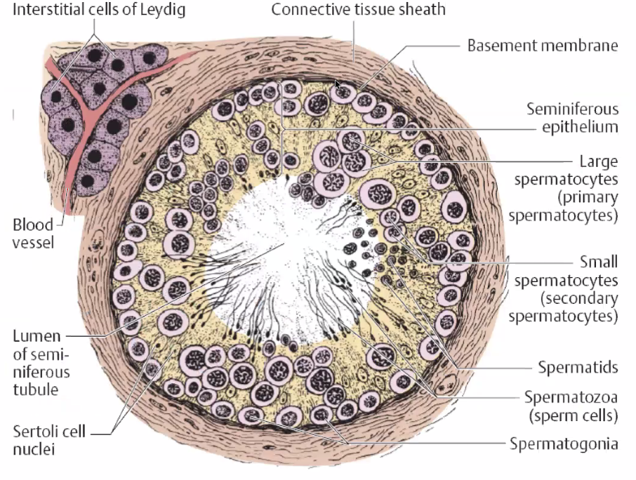 Seminiferous tubules detailed