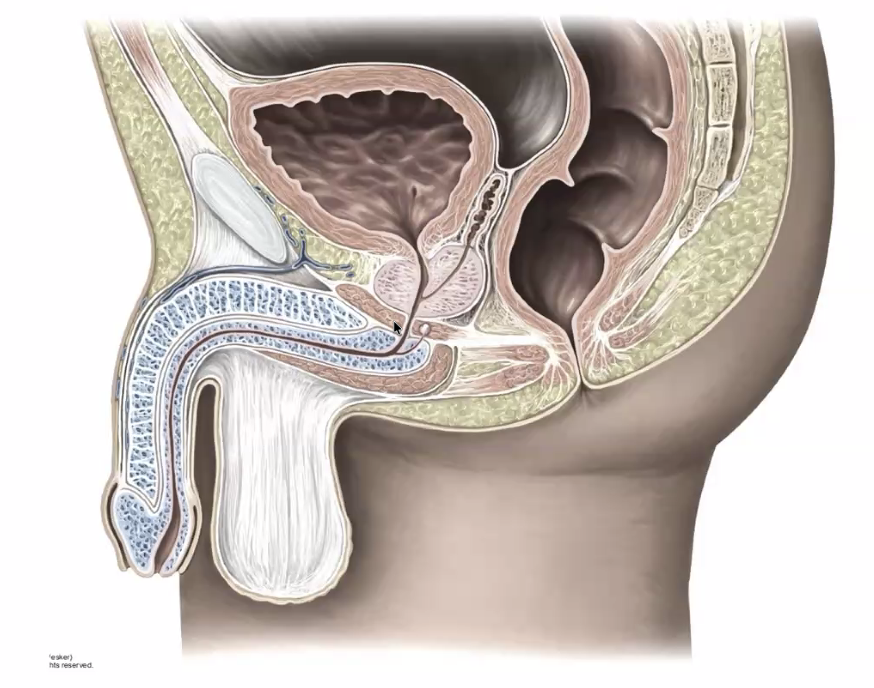 תמונה לא נכונה לדוגמה