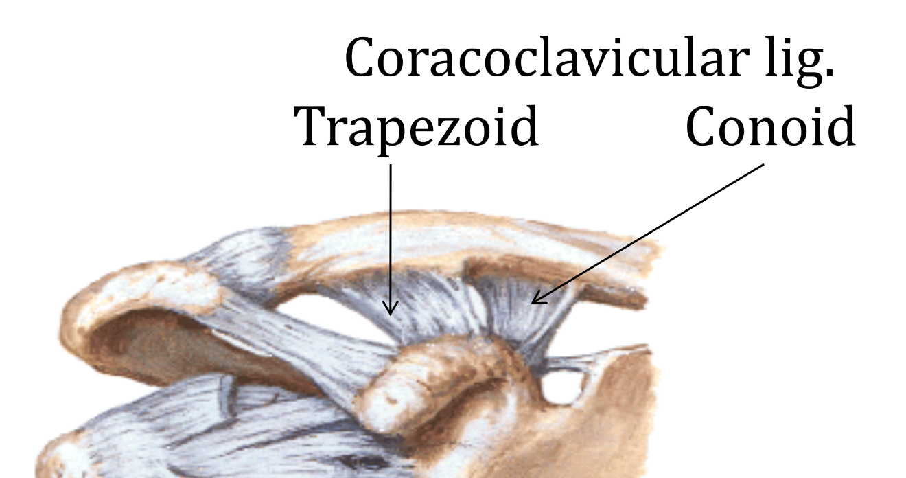 Coracoclavicular lig.