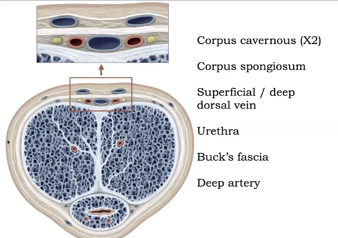 Buck’s Fascia