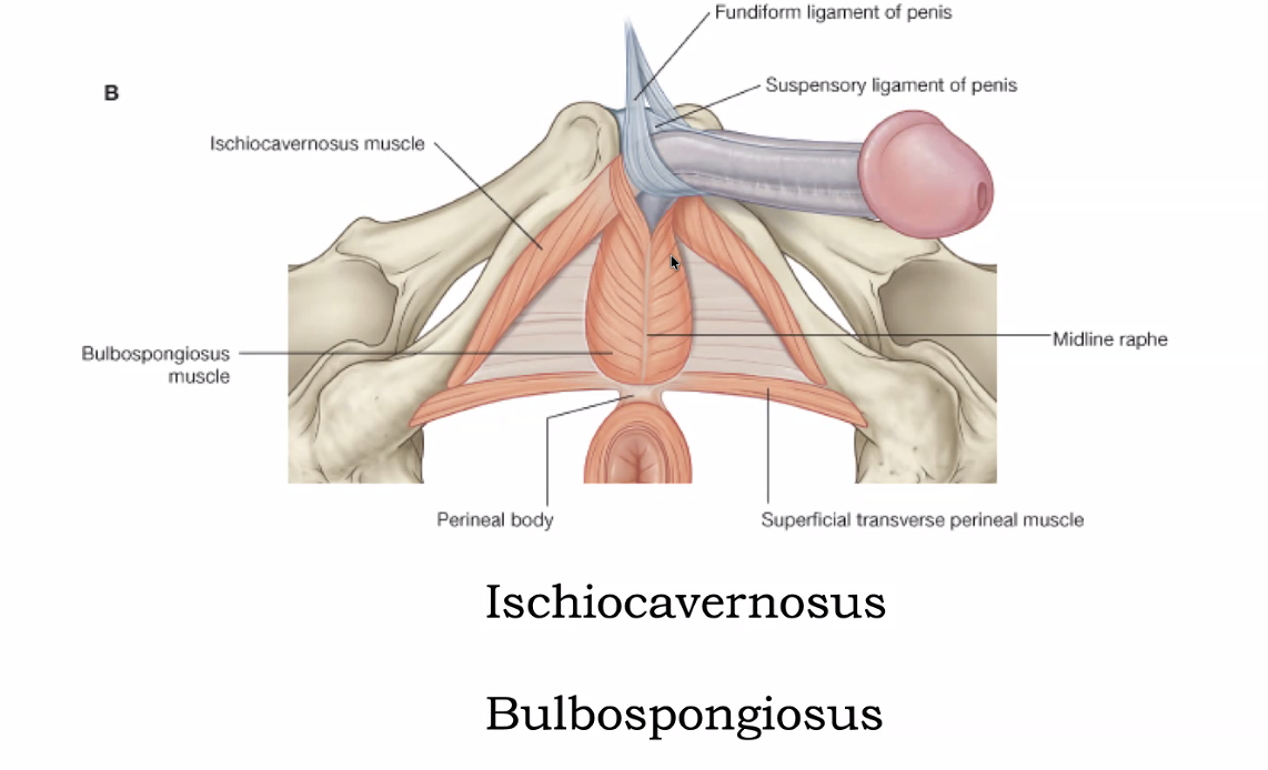 Bulbospongiosus