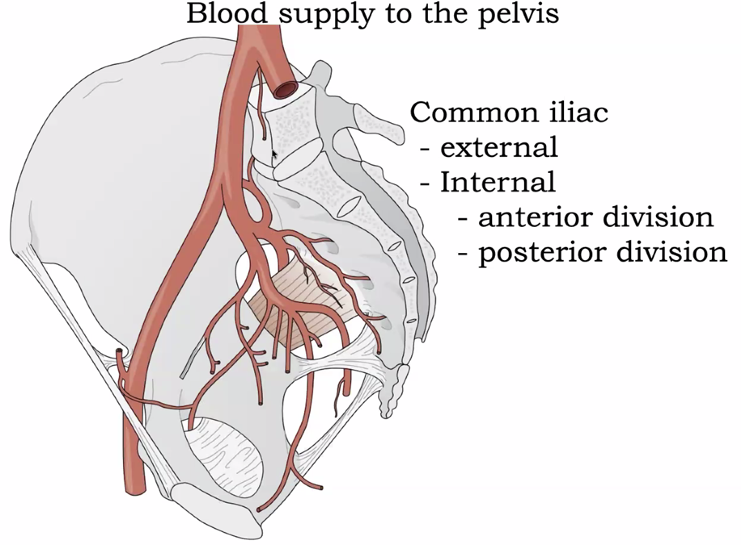 Blood supply to the pelvis