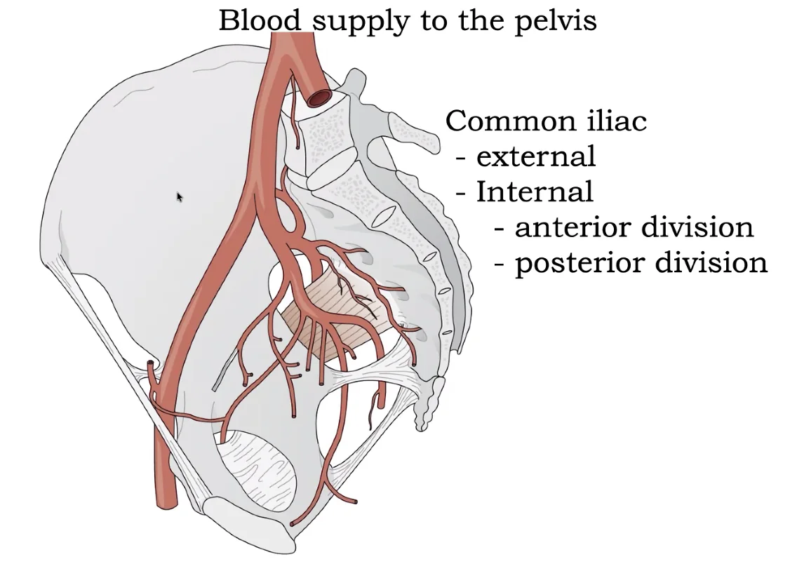 Common Iliac