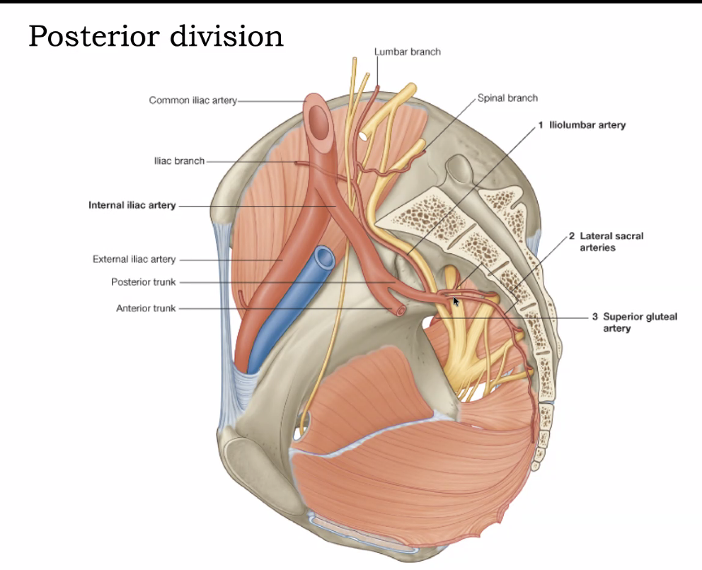 Posterior division