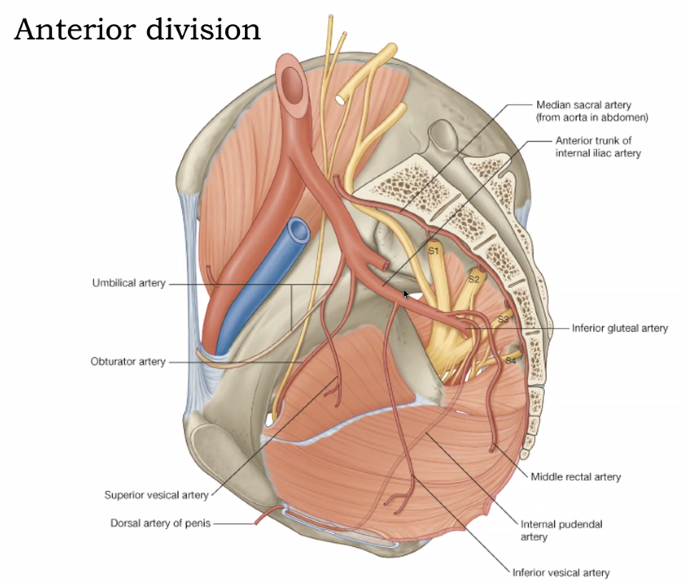 Anterior division
