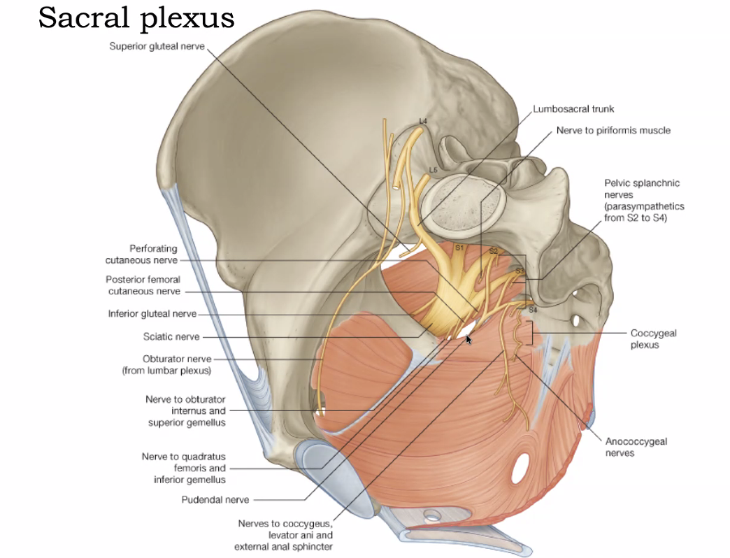 Sacral plexus