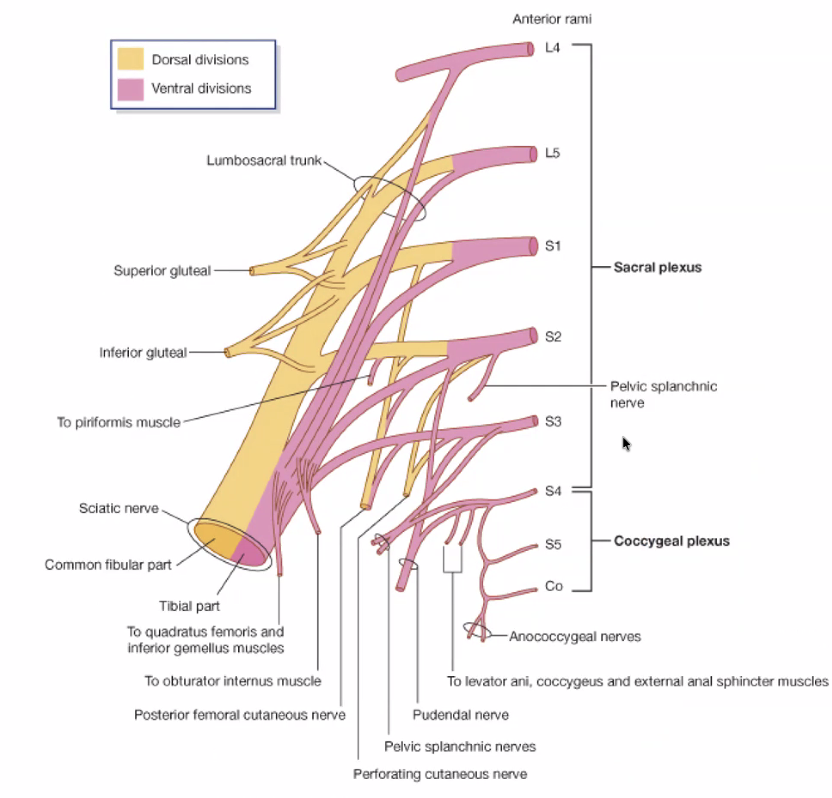 סיכום עצבים מי מאיפה וחלקים