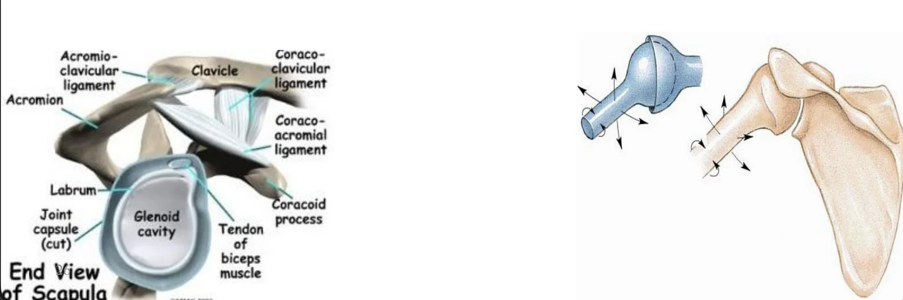Glenohumeral Joint