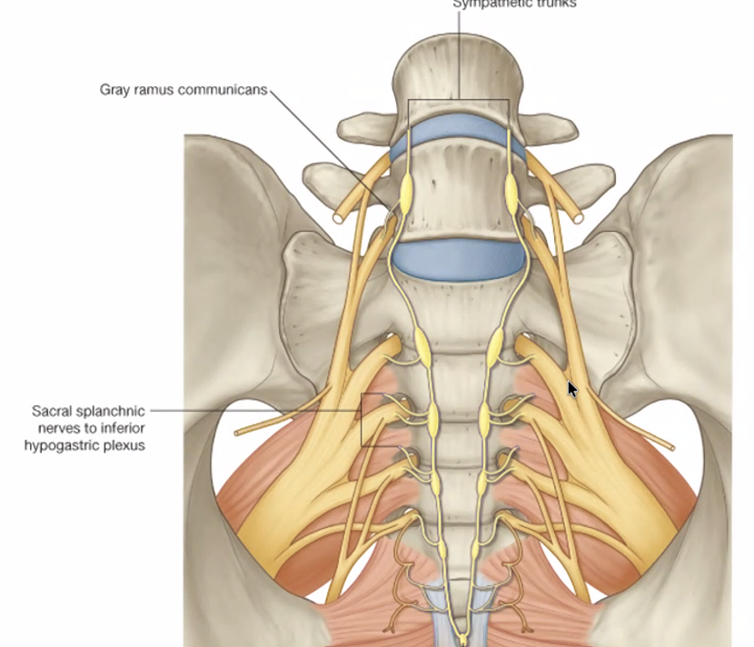 המערכת האוטונומית