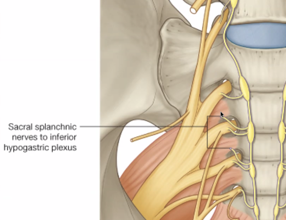Sacral splanchnic