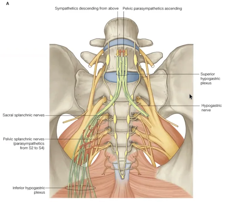 Inferior & Superior Hypogastric Plexus