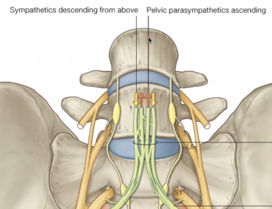 Pelvic parasympathetic ascending