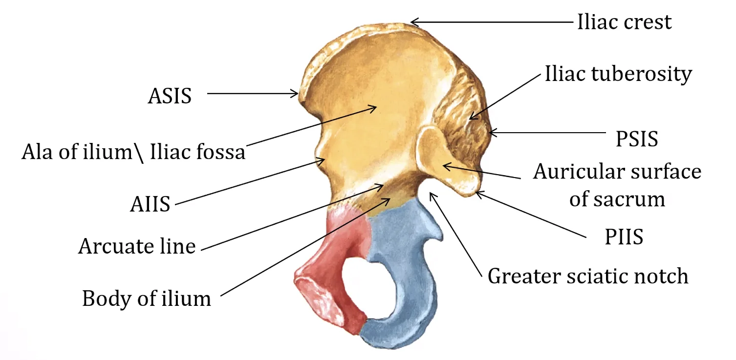 ilium
