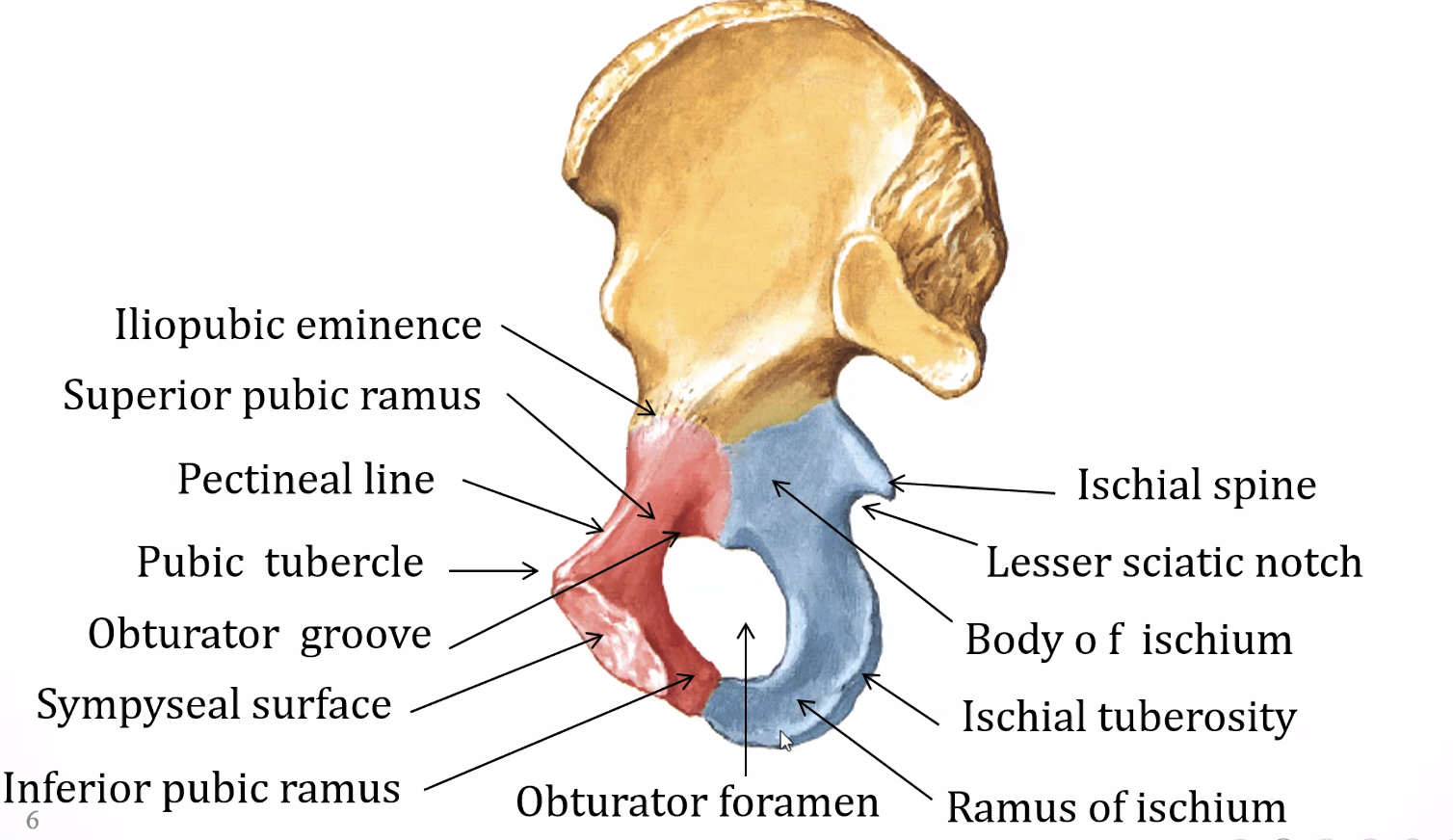 Ischium & Pubis