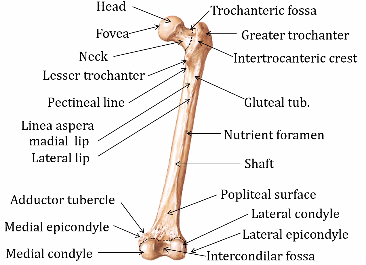 עצם הירך - מאפיינים ונקודות גרמיות