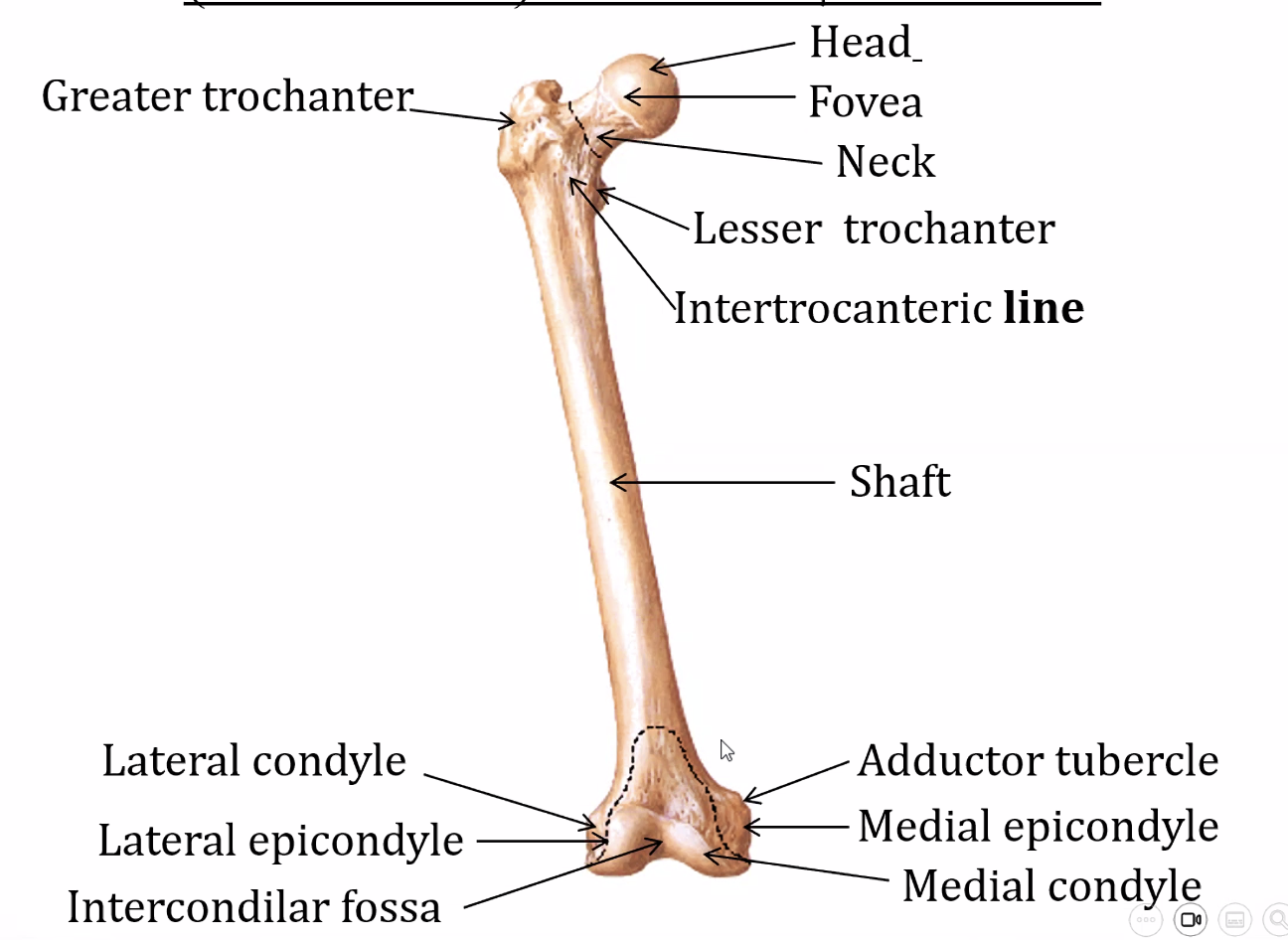 Femur מבט אנטריורי