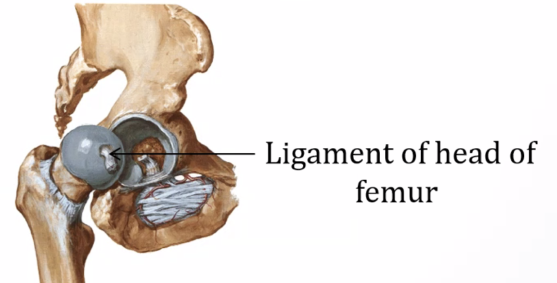 Ligament of head of femur / Ligamentum teres