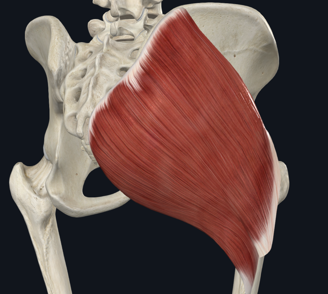 Gluteus maximus