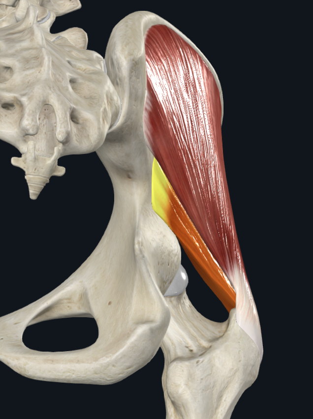Gluteus medius and minimus