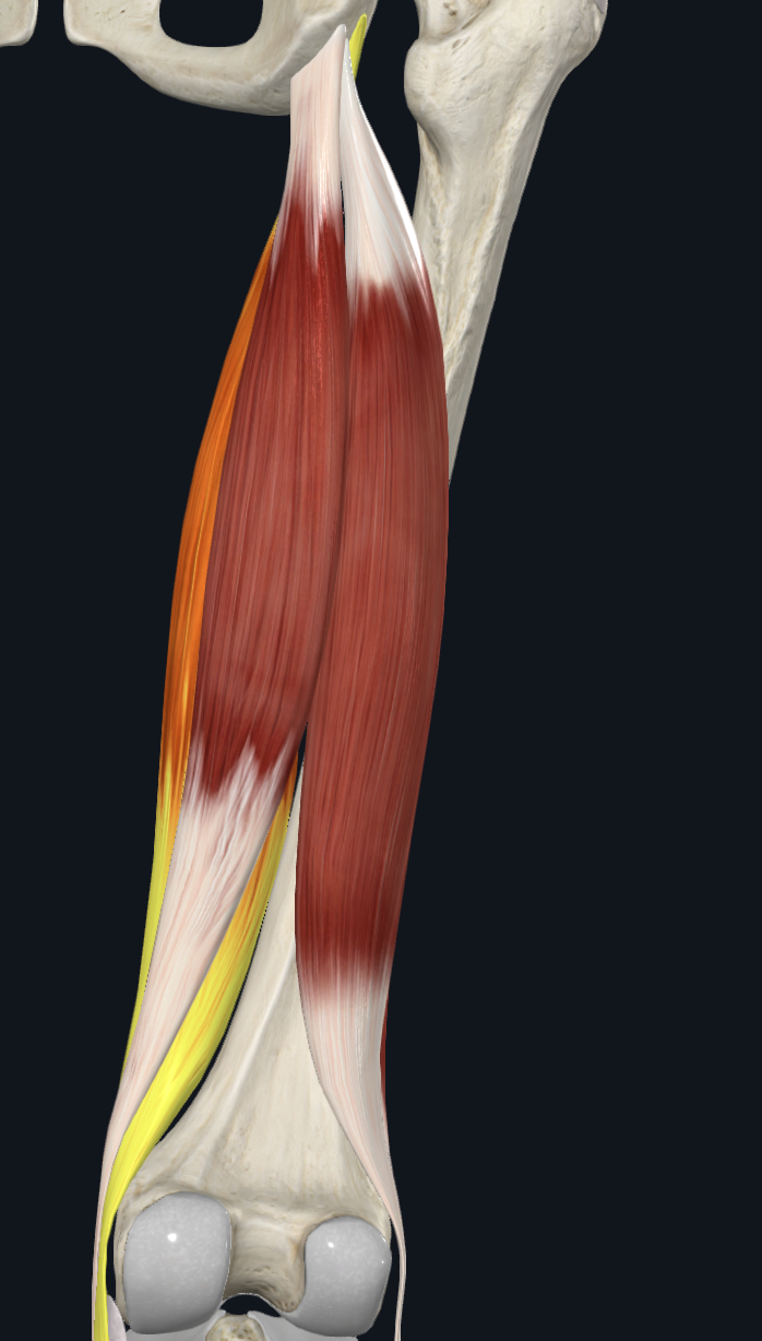 Hamstring