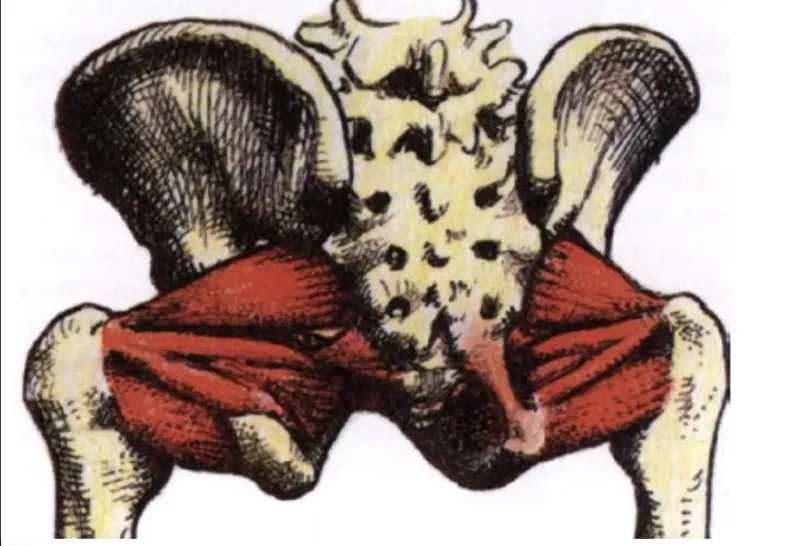 External Rotators