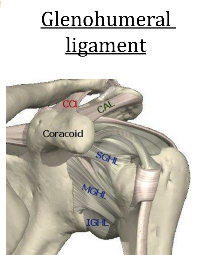 Glenohumeral lig.