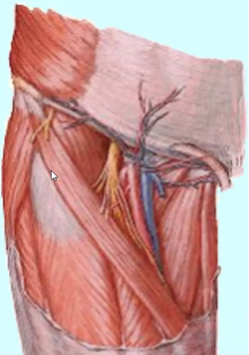המשולש הפמורלי 2