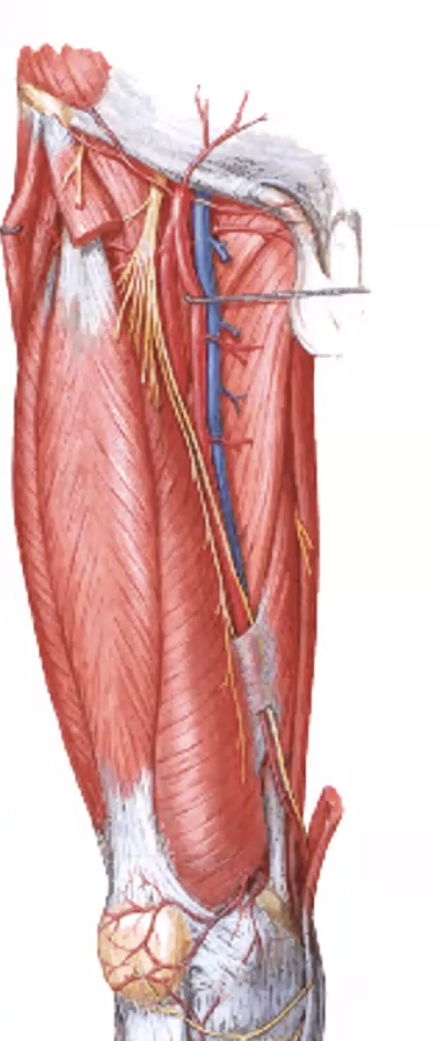 התעלה האדקטורית