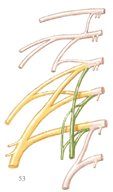 Lumbar Plexus
