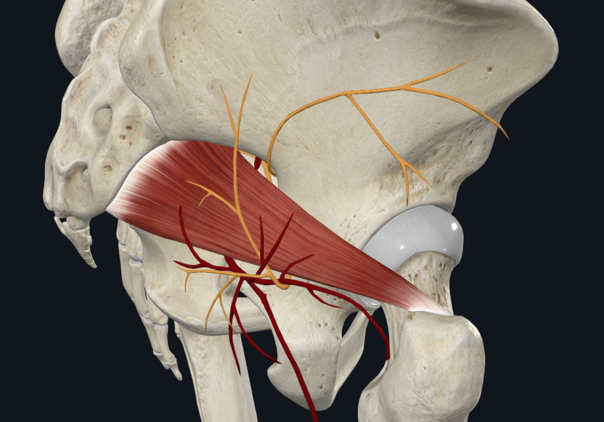 Piriformis