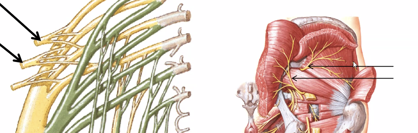 Superior/Inferior gluteal nerves