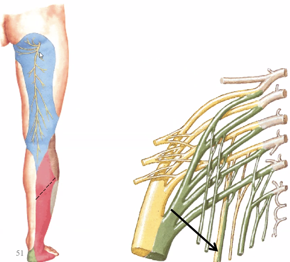 Posterior cutaneous nerve of thigh
