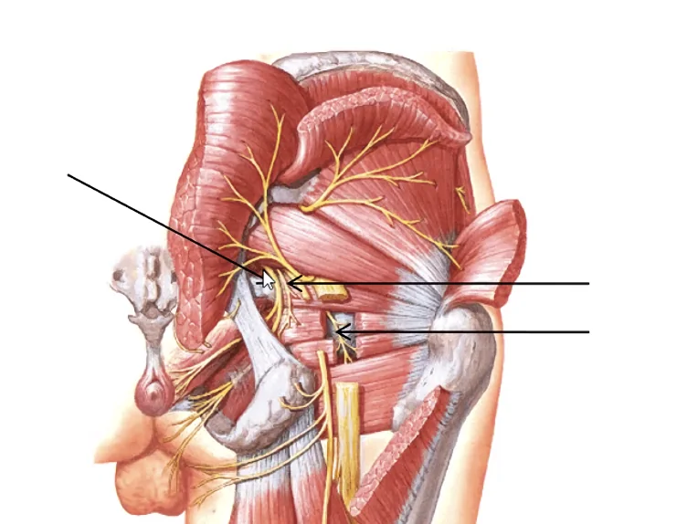 Pudendal Nerve
