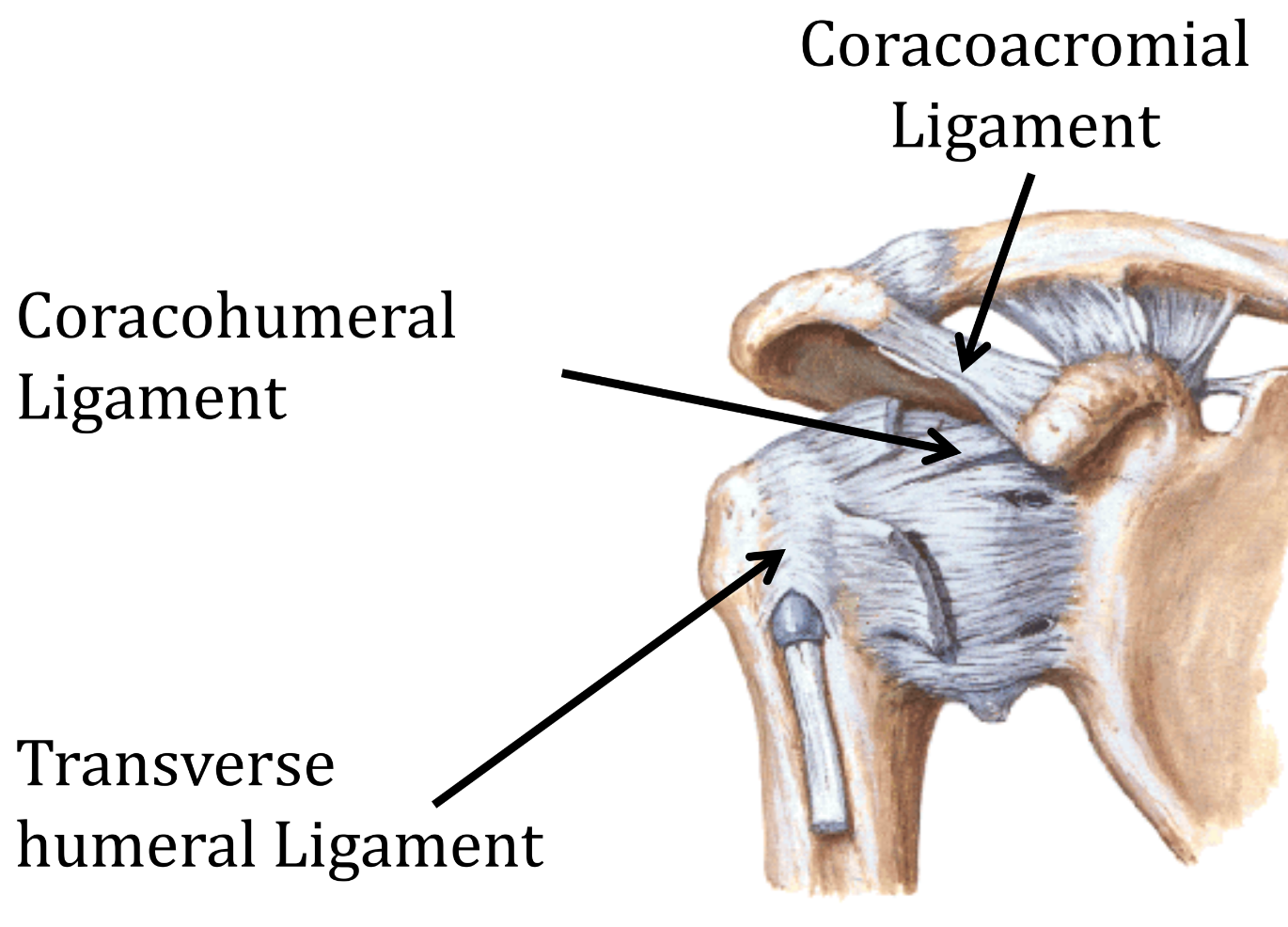 Coracoacromial lig