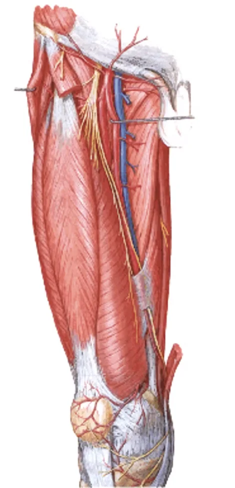 Femoral n.