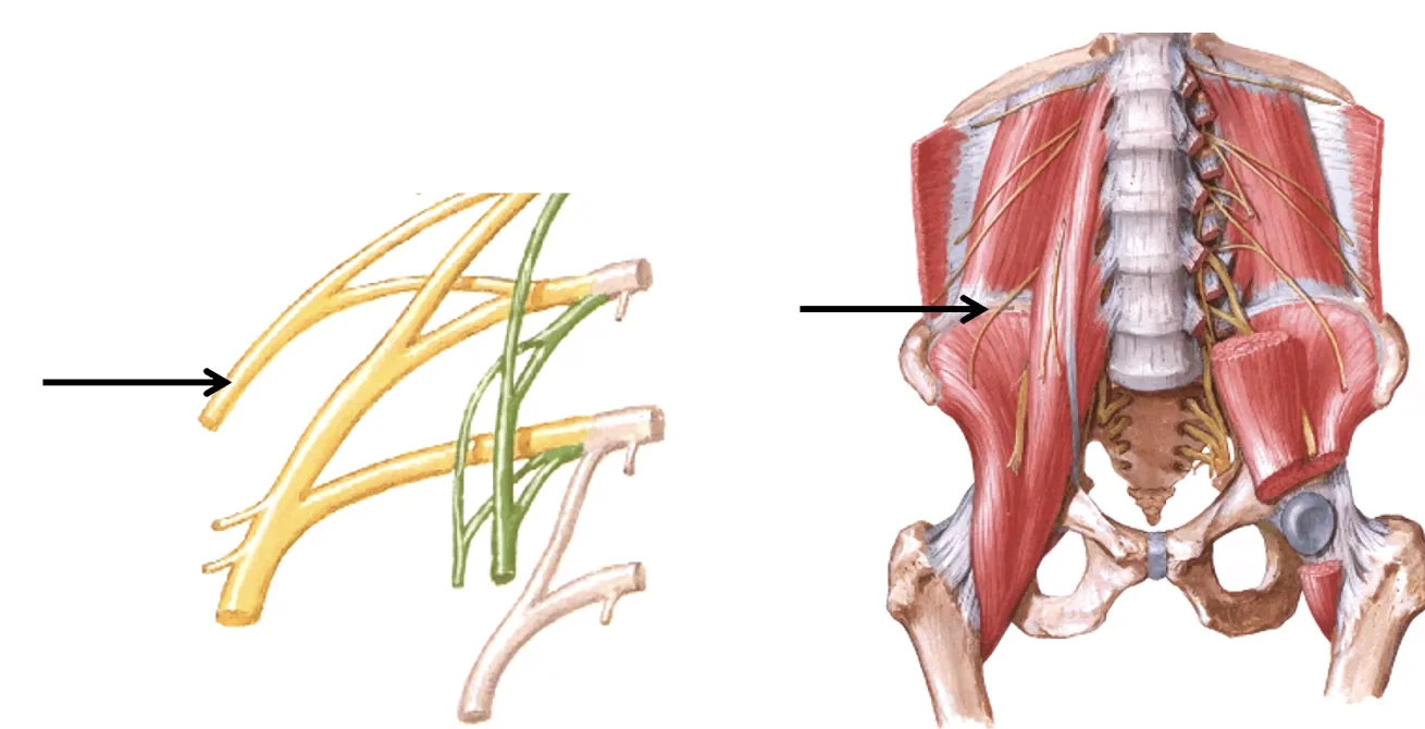 Lateral femoral cutaneous n.