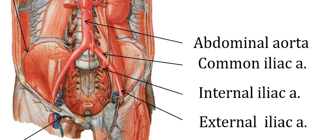 Deep Circumflex Iliac A.