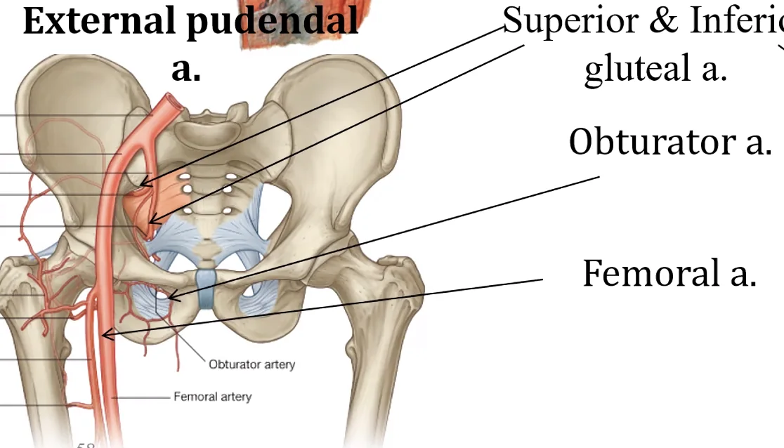 obturator a