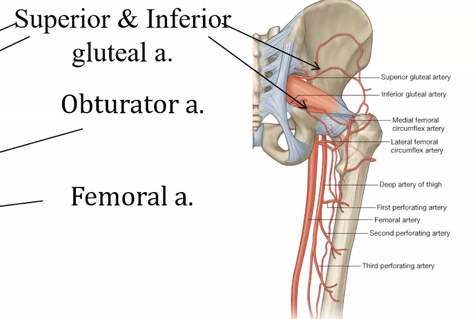 Superior and inferior g a.