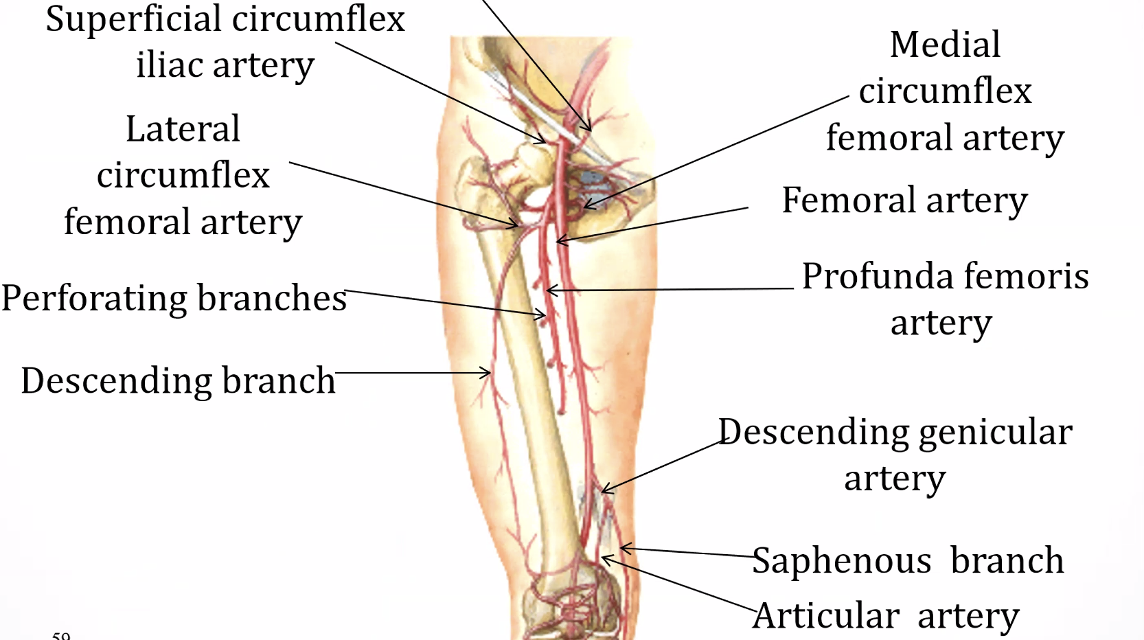 Femoral a.