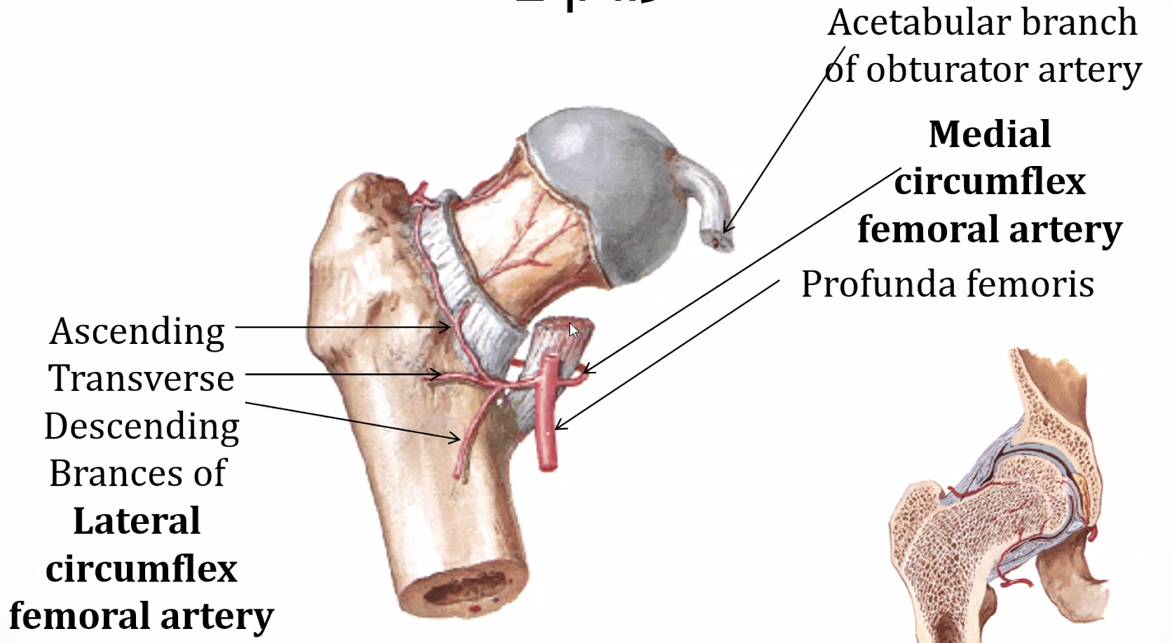 lateral and medial circumflex