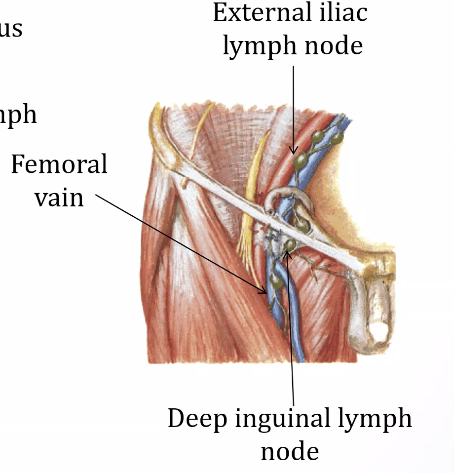 lymph nodes