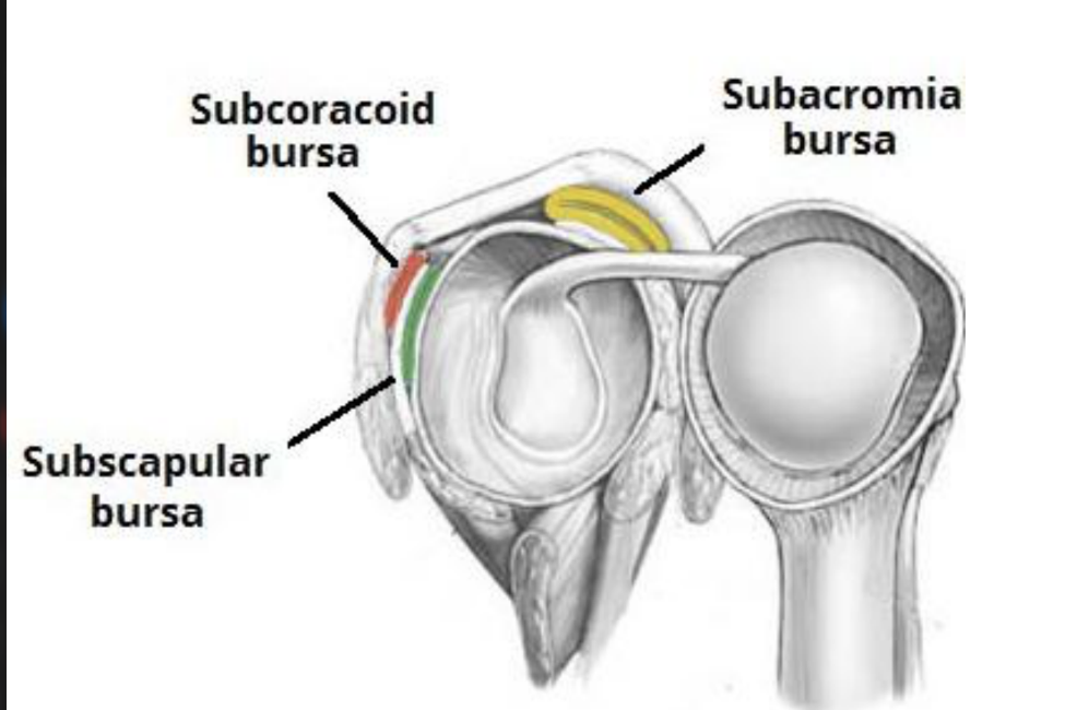 Subacromial Bursa