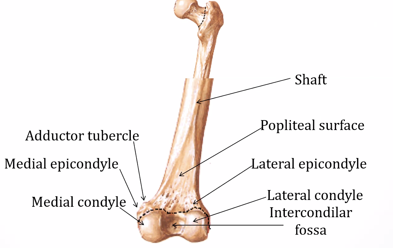 Femur