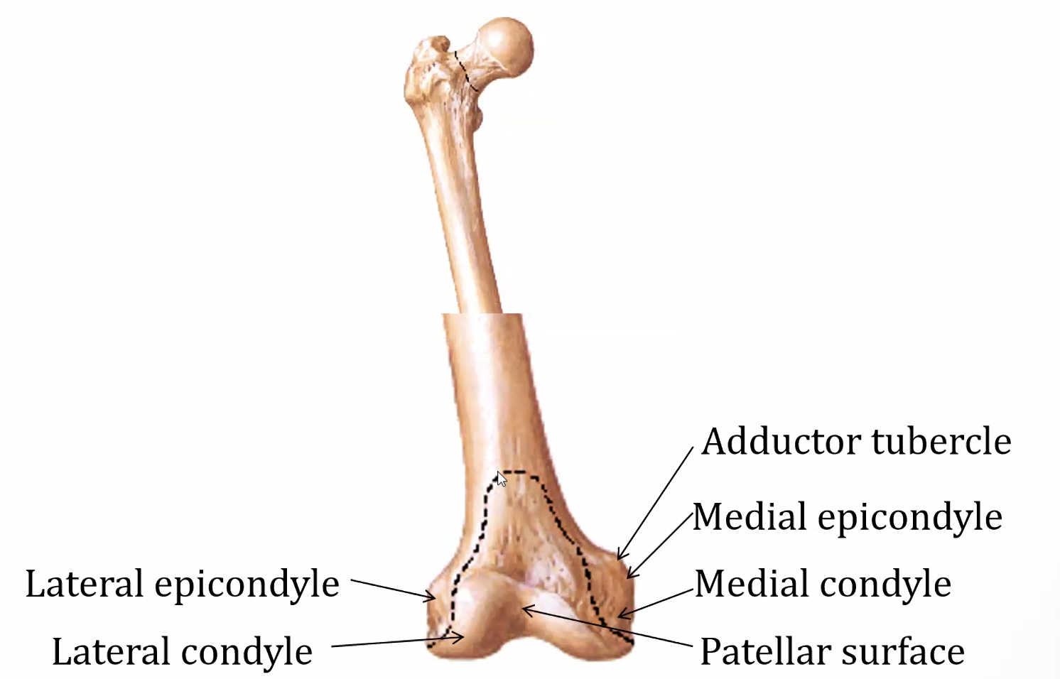 femur - Anterior