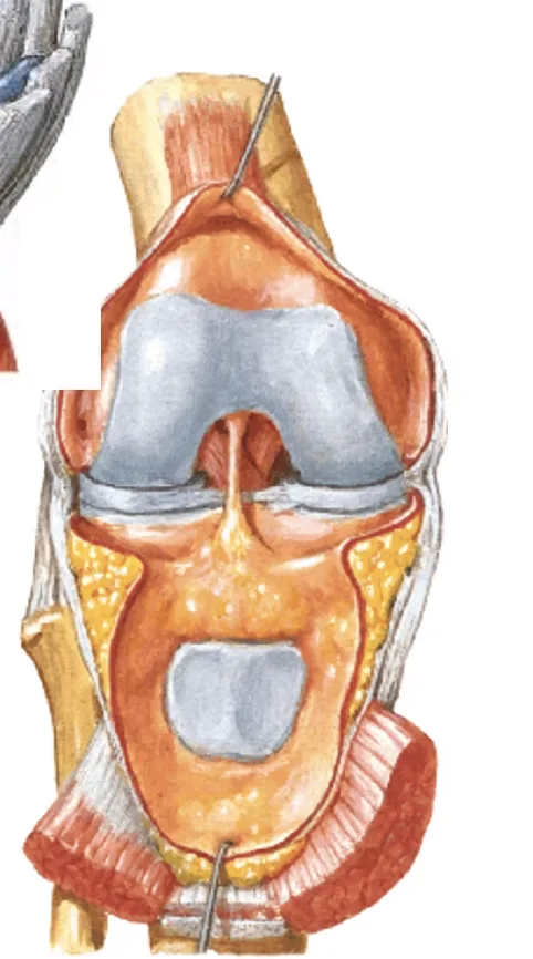 Tibio-femoral joint