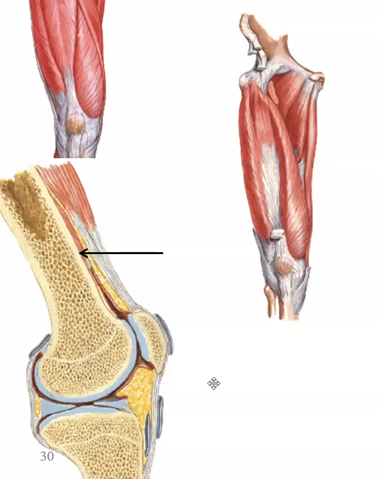Quadriceps Femoris
