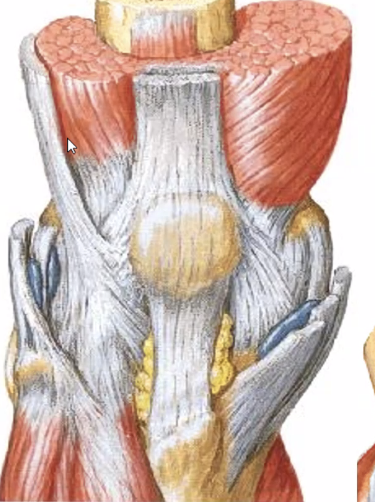 Tibio-femoral joint 2