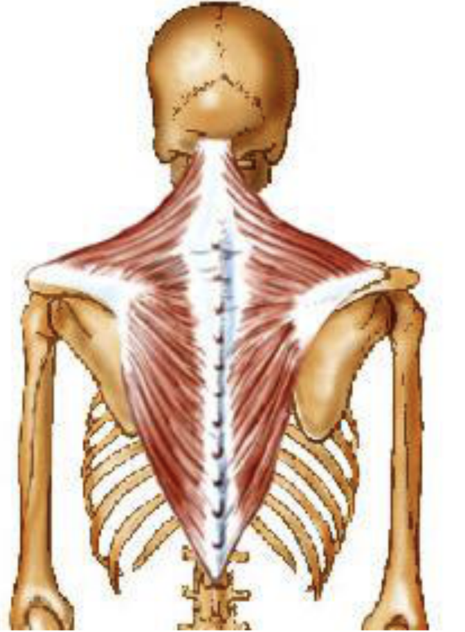 Trapezius